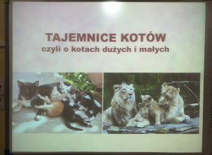 Tajemnice kotów - zajęcia edukacyjne w klasie 2b