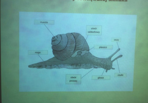 warsztaty o ślimakach_1