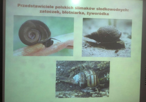 warsztaty o ślimakach_6