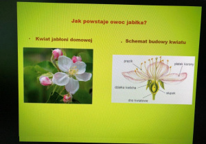 warsztaty przyrodnicze o jabłku_9