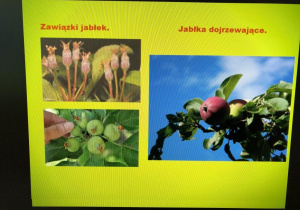 warsztaty przyrodnicze o jabłku_10