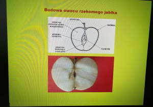 warsztaty przyrodnicze o jabłku_11