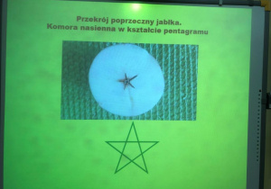 warsztaty przyrodnicze o jabłku_18