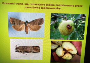 warsztaty przyrodnicze o jabłku_24