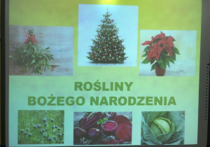warsztaty przyrodnicze o roślinach Bożego Narodzenia_1