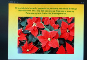 warsztaty przyrodnicze o roślinach Bożego Narodzenia_17