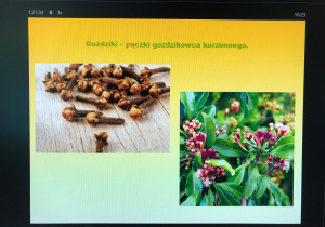 warsztaty przyrodnicze o roślinach Bożego Narodzenia_26