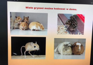 dzieci podczas zajęć o gryzoniach_10