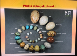 Warsztaty przyrodnicze w klasie 3b - jajko mądrzejsze od kury:)