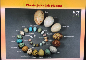 warsztaty przyrodnicze o jajku_1