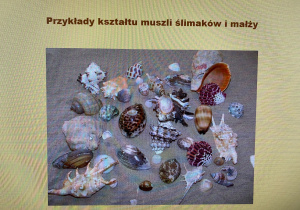 warsztaty przyrodnicze o ślimakach_6