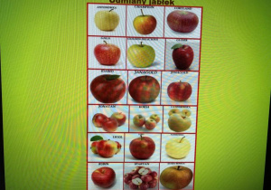 warsztaty przyrodnicze o jabłku_19