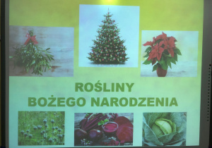 warsztaty przyrodnicze o roślinach Bożego Narodzenia_1