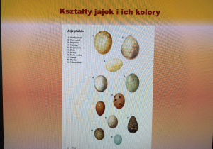 warsztaty przyrodnicze o jajku_2