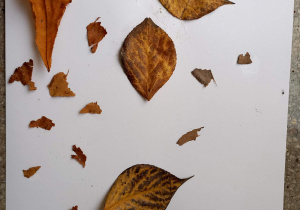jesienny kolaż z liści_6
