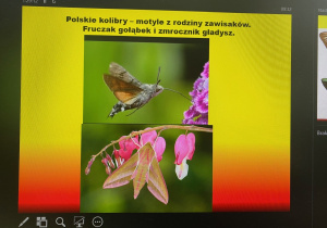 uczniowie podczas warsztatów przyrodniczych o motylach_16