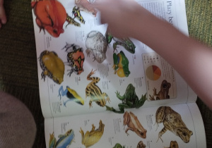 zajęcia z okazji Dnia Żaby_3