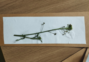 realizacja projektu Zielnik_6