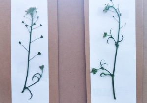 realizacja projektu Zielnik_8