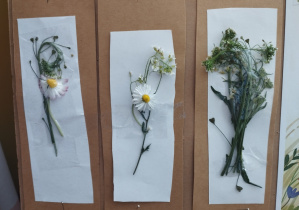 realizacja projektu Zielnik_9