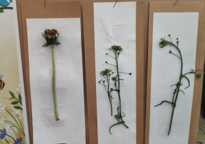 realizacja projektu Zielnik_10