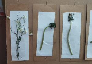 realizacja projektu Zielnik_11