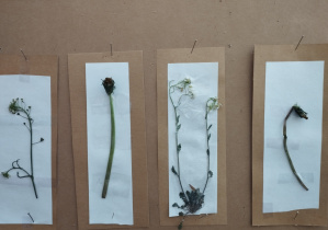 realizacja projektu Zielnik_12