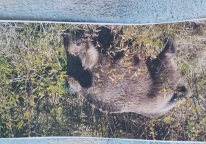 realizacja projektu Zielnik_14